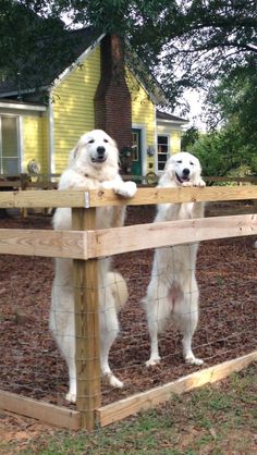 two large white dogs standing on their hind legs behind a fence in front of a house