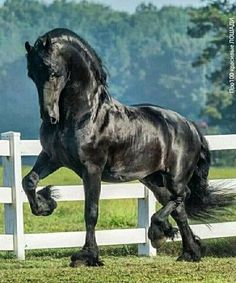 a black horse is galloping on the grass near a white fence and some trees