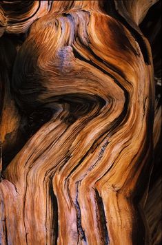 a close up view of the wood grains on a tree trunk that is brown and black