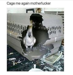 a bird sitting inside of a cage on top of a counter next to money and papers