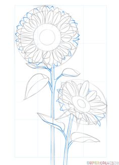 how to draw a sunflower step by step