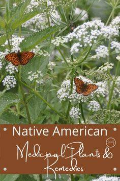 Native American Medicinal Plants and Remedies Native American Healing Remedies, Native Tennessee Plants, Native American Gardening, Herbs Candles, Native American Remedies, Native Healing, Native Medicine, Native American Herbs, Medicinal Flowers