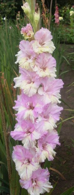 pink and white flowers growing in a garden