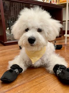 a small white dog sitting on top of a hard wood floor next to black shoes