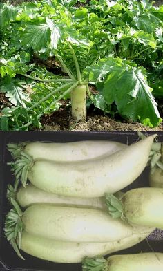 there are many vegetables growing in the garden, and one is white with green leaves