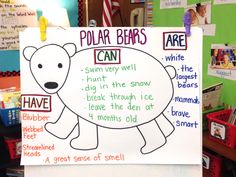 a polar bear bulletin board with writing and pictures on the back wall in an elementary classroom