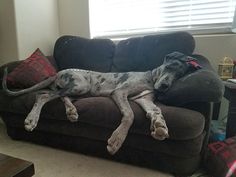 a dog laying on top of a couch next to a window