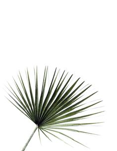 a palm leaf is shown against a white background with the sky in the back ground