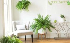 some plants are sitting in white pots on the wall next to a chair and table