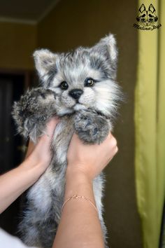 a person holding a cat in their hands