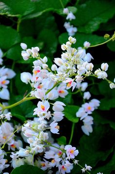 white flowers with green leaves in the background