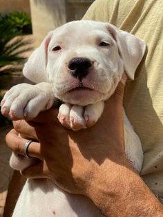 a man holding a white puppy in his arms with one paw on the dog's chest