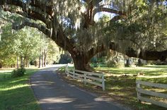 a large tree with spanish moss hanging from it's branches over a paved road