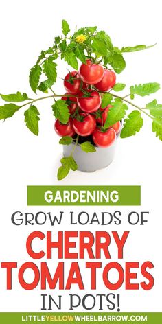 tomatoes growing in a pot with the title gardening grow loads of cherry tomatoes in pots