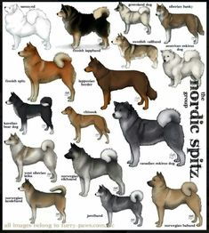 an image of many different colored dogs