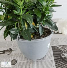 a potted plant sitting on top of a newspaper