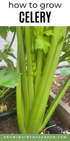 celery growing in the garden with text overlay that reads how to grow celery