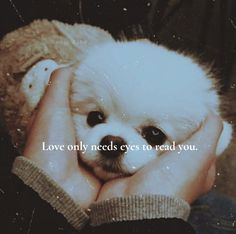 a person holding a small white dog in their hands with the words love only needs eyes to read you