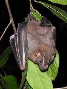 a bat hanging upside down on a tree branch