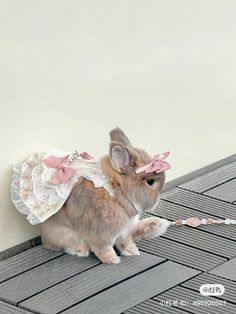 #viral #chinese #bunny Sanrio Bunny, Baby Buns, Bunny Room, Birthday Wishes For Myself, Bunny House