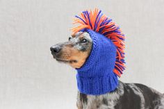 a dog wearing a knitted hat with orange and blue pompoms