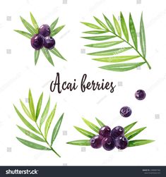 watercolor painting set of berries and leaves with the word acai ferries