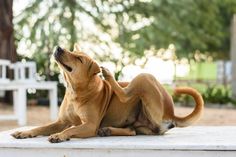 a brown dog laying on top of a white table next to a tree and bench