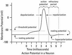 a plot showing the number of active potentials for an action potential in a neuron