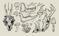 an ink drawing of various animal skulls and mushrooms