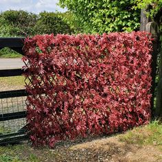 a large red plant growing on the side of a fence