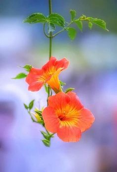 two orange flowers with green leaves hanging from it's stems in front of a blurry background