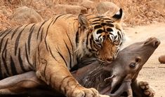 a large tiger laying on top of a baby hippopotamus in the dirt