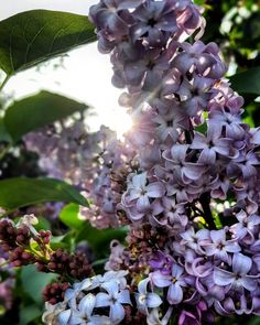 purple lilacs are blooming in the sun