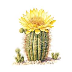 a watercolor painting of a cactus with yellow flowers