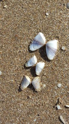 three seashells on the sand with shells scattered around them