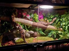 a large snake is in an aquarium with plants and other things around it on display