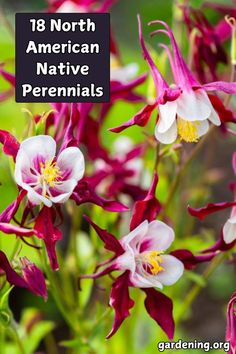 Discover the beauty and benefits of gardening with 18 North American native perennials. This guide highlights resilient plants perfect for your garden! Blue Flag Iris, Hardy Hibiscus, Creeping Phlox, Cardinal Flower, American Landscape, Best Perennials, Bee Balm, The Beauty Of Nature