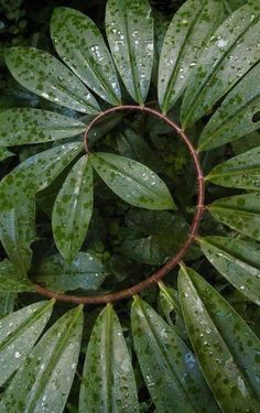 the top view of a green plant with water droplets on it