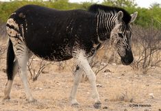 a zebra standing in the middle of a dry grass and brush covered field with trees behind it