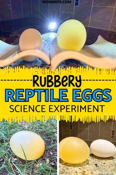 an egg laying on the ground next to some eggs with words reading rubber reptile eggs science experiment