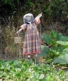 a scarecrow doll standing in the middle of a garden with lots of green plants