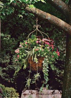 an image of plants hanging from a tree in the woods with text overlaying it