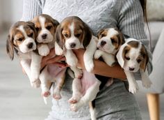 a woman holding five puppies in her arms