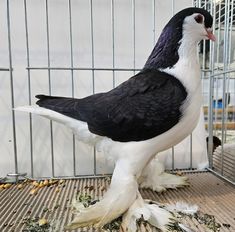 a black and white bird standing on top of a pile of dead birds in a cage