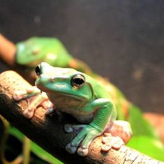 a green frog sitting on top of a tree branch