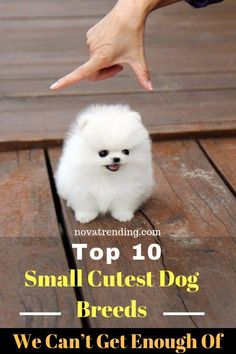 a small white dog sitting on top of a wooden floor next to a person's hand