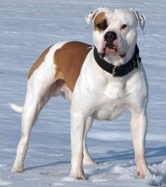 a brown and white dog standing in the snow