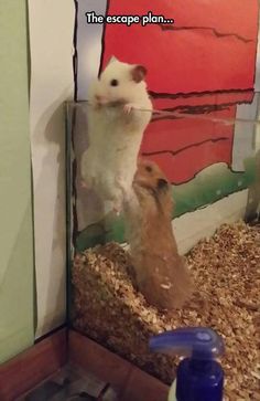 two gerbils in a cage with the caption'the escape plan '