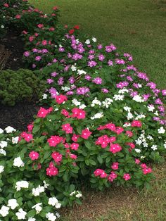 some pink and white flowers are in the grass