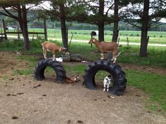 two goats and a dog are standing on large tires